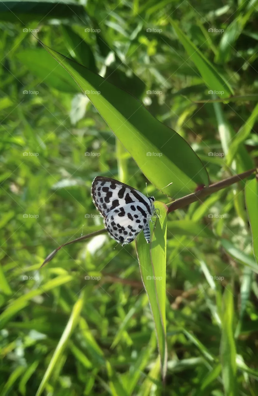 pierrot
