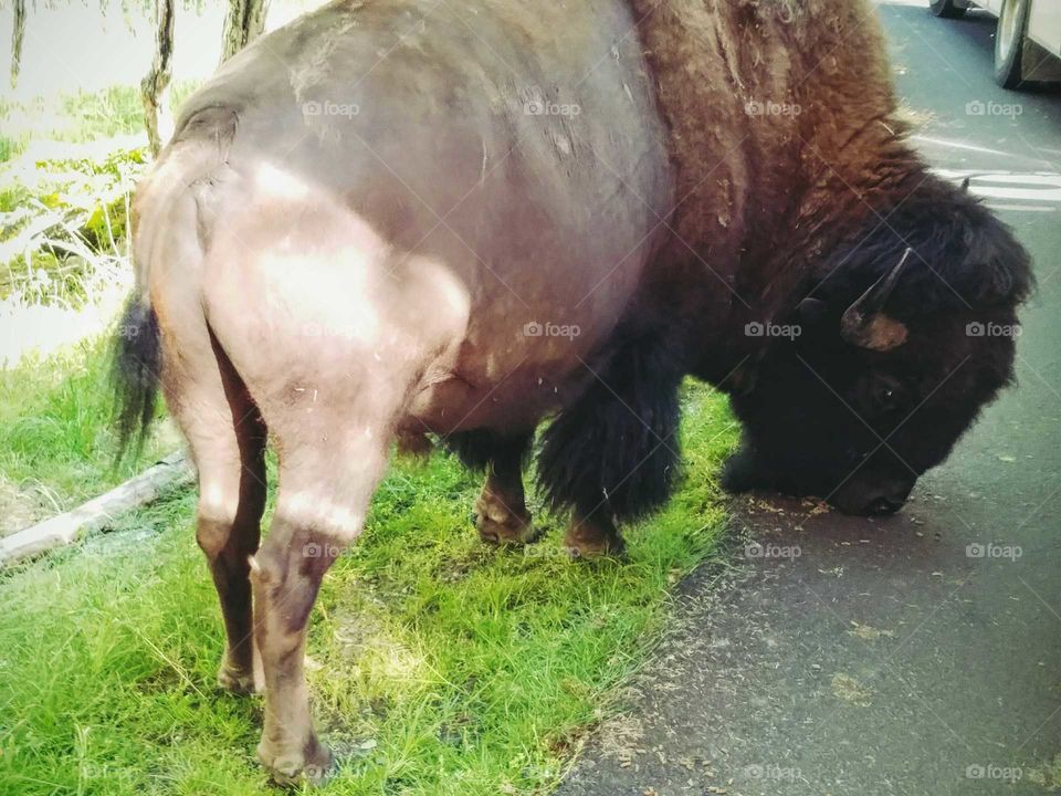 bison in northwest trek