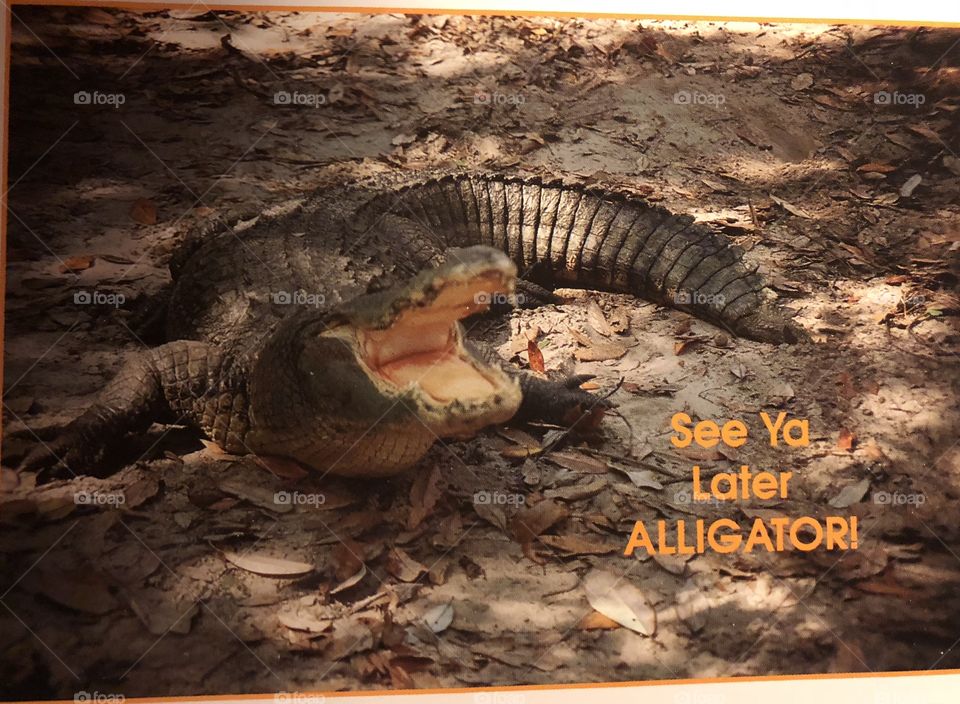 Alligator