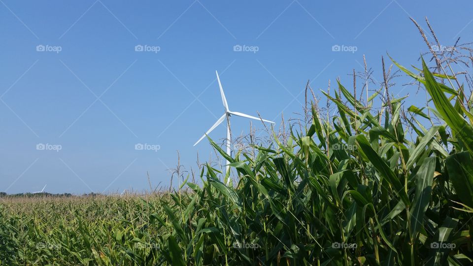 Windmills. farm