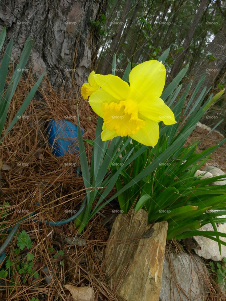 beautiful yellow flowers that grows wild in the first of spring