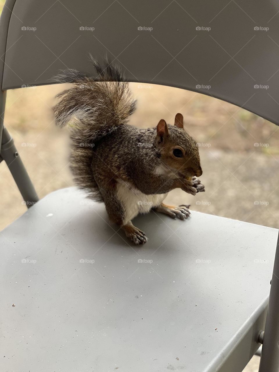 Squirrel sitting on a chair eating a nut