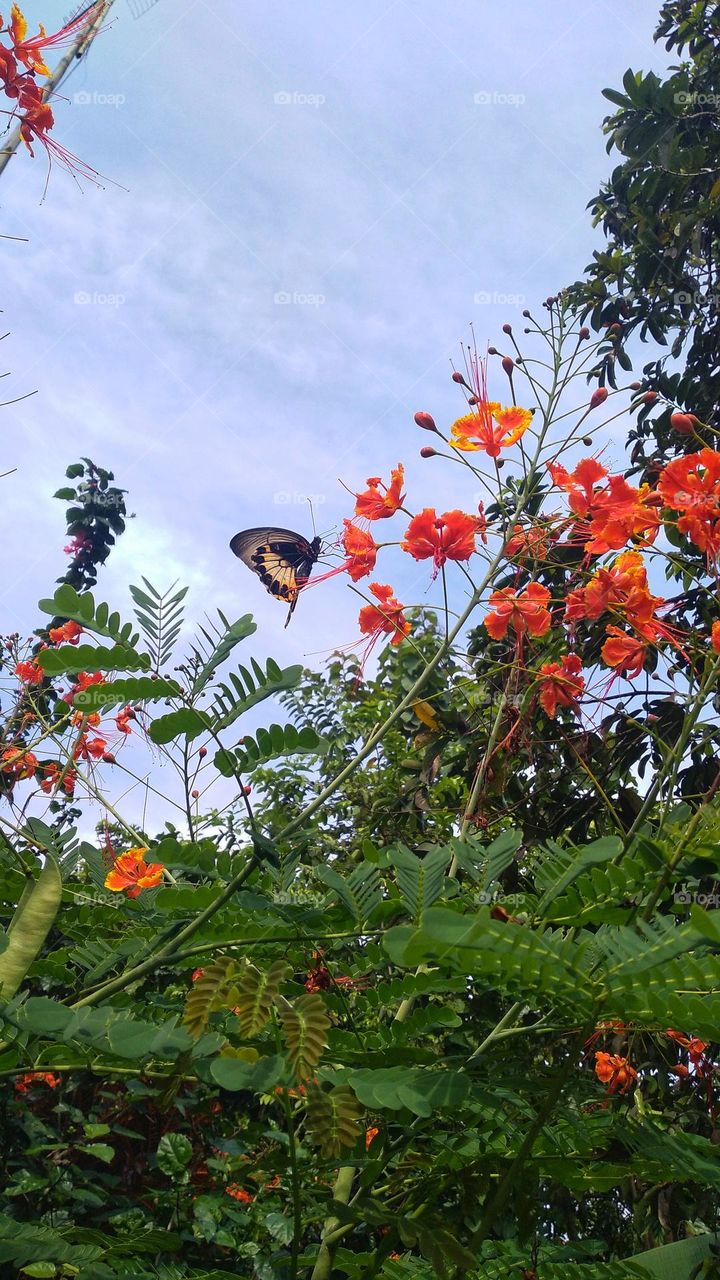 Natural background with flowering plants