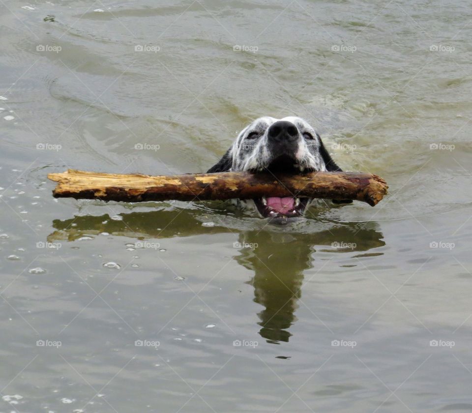 Swimming dog cooling off and fetching stick in the water with a smile