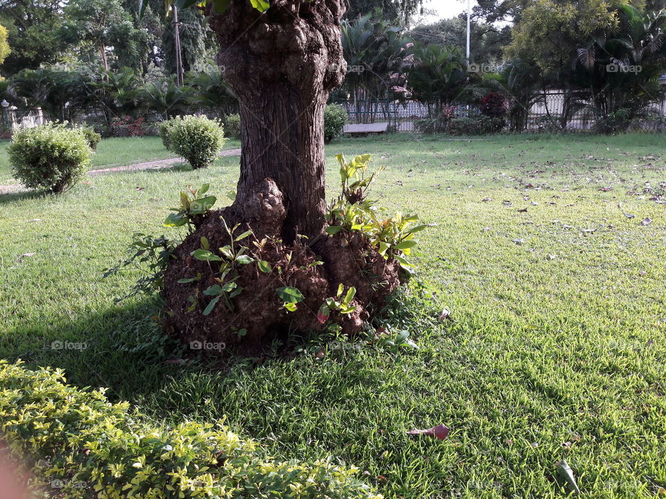 sunlight falling on a tree grass