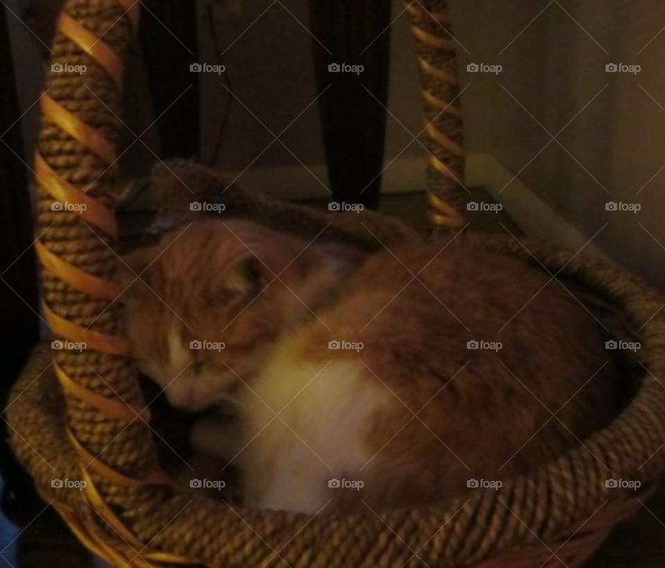 cat sleeping in a basket
