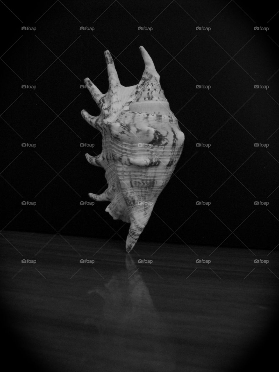 Marine cockleshell, still life, a cockleshell stands on a table