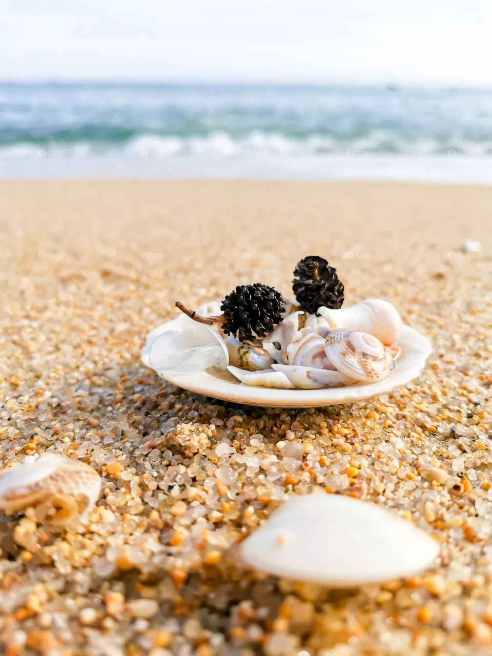 Shell with shells