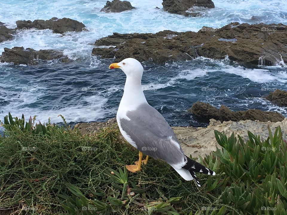 Seagull at the beach, bird, gaivota, gaivota prateada