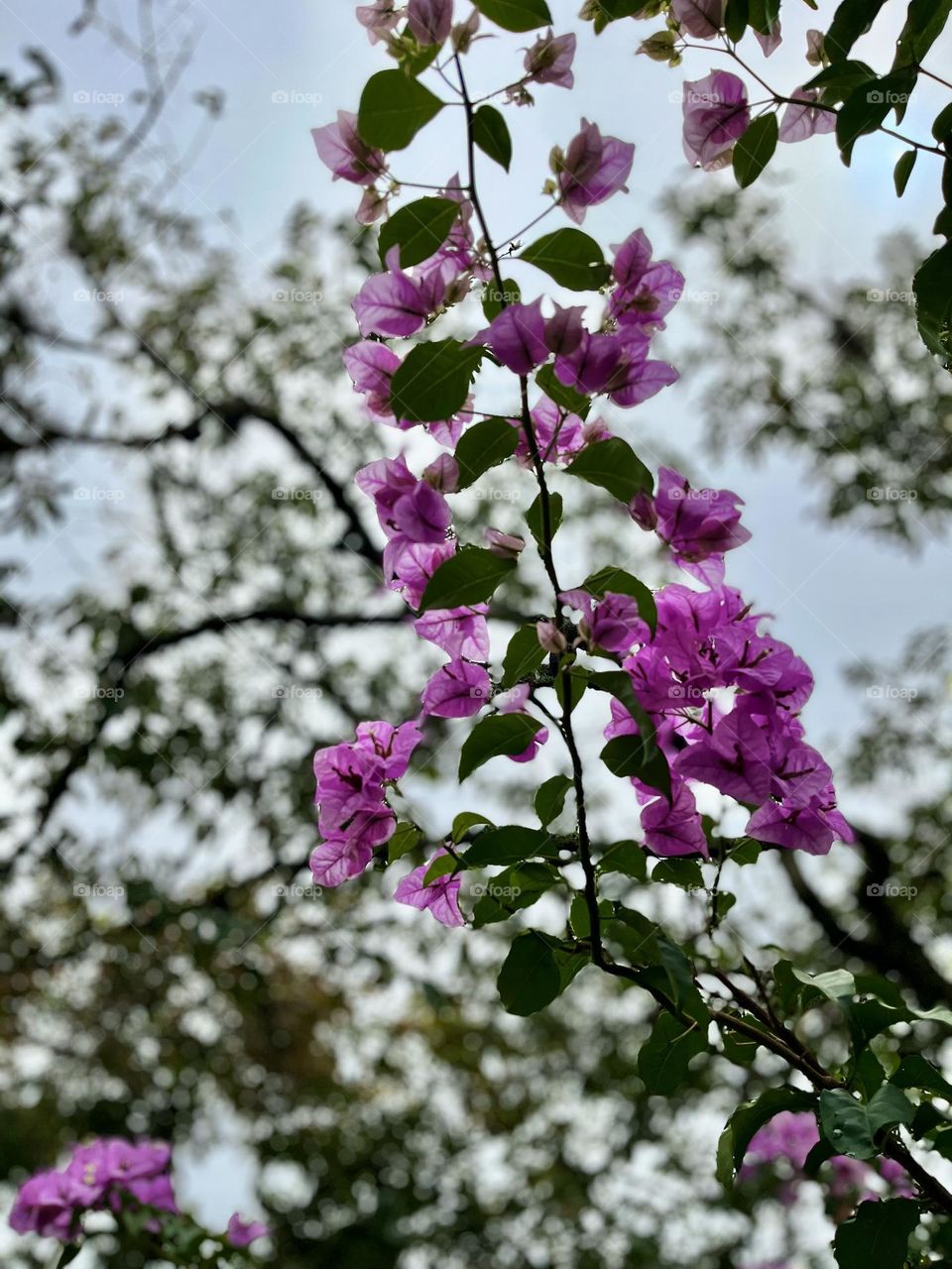 Flowers magenta color in the forest