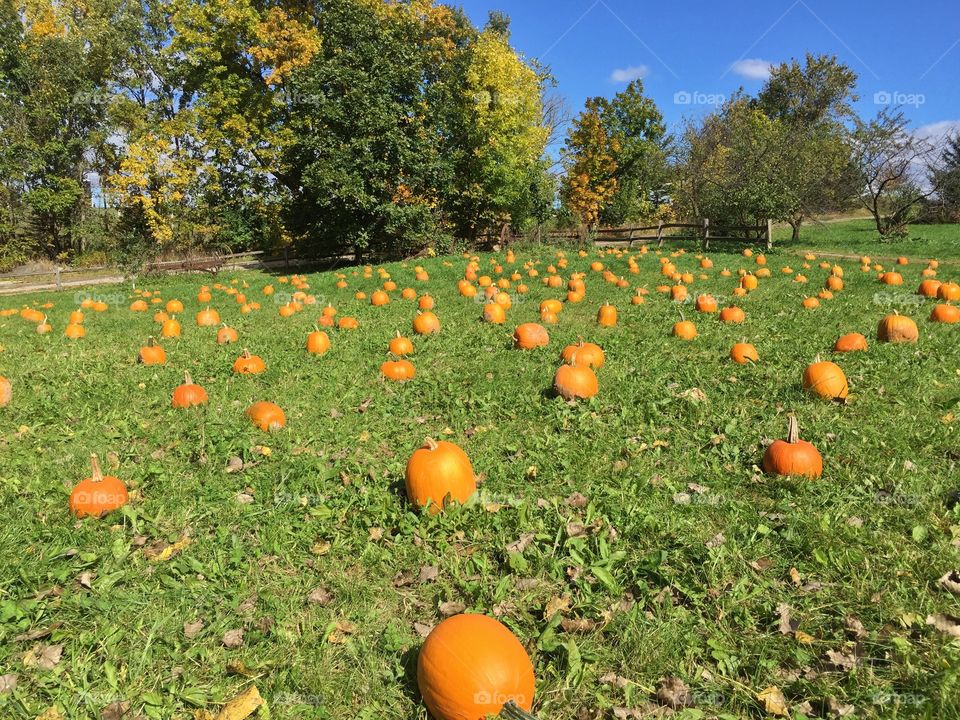 Picking out pumpkins . Day at the farm trying to find the perfect pumpkin