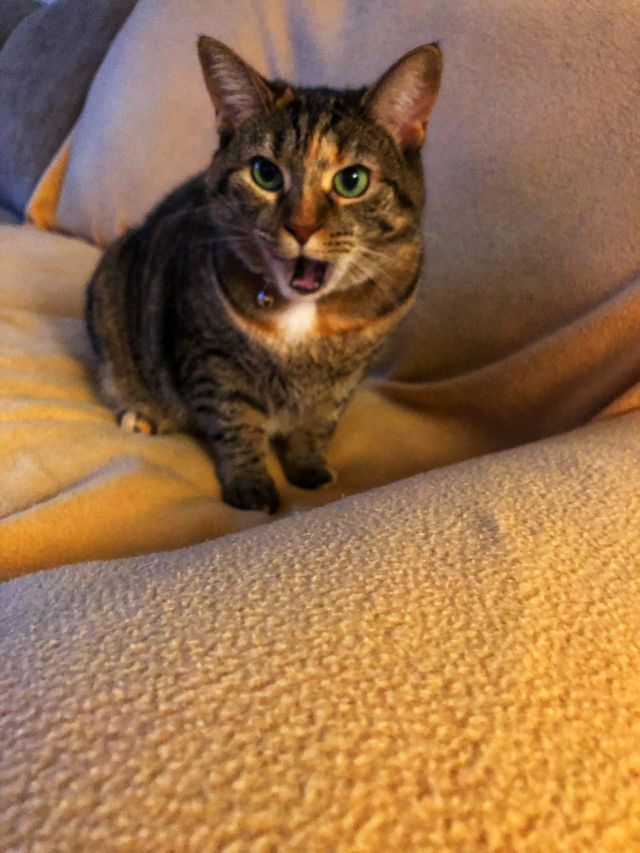 Tabby cat mid meow 💕