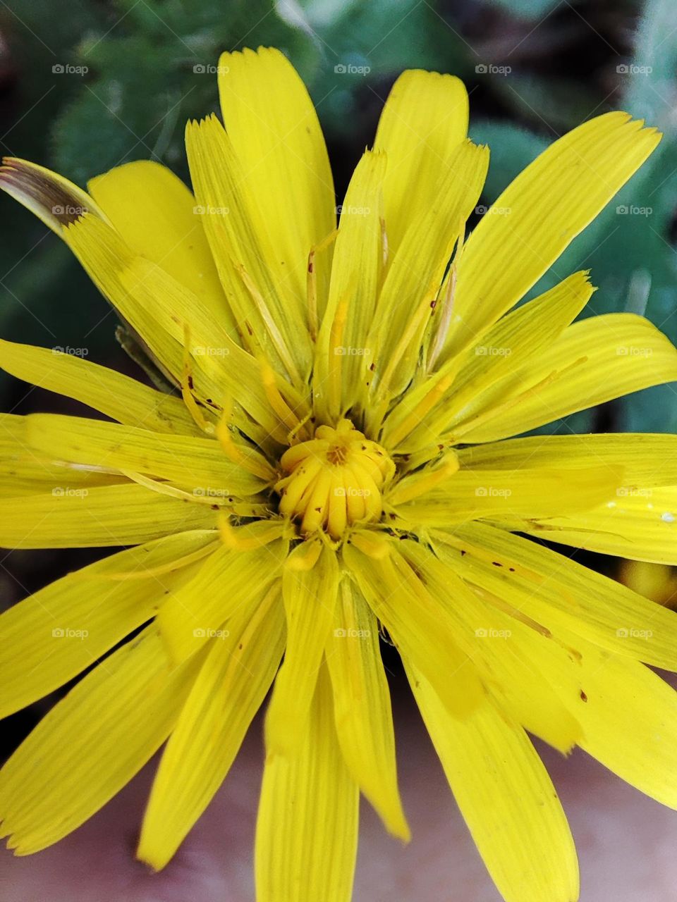 Yellow flower