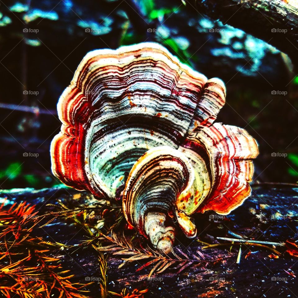 wild mushroom [lichen?] I found, captured, then edited.