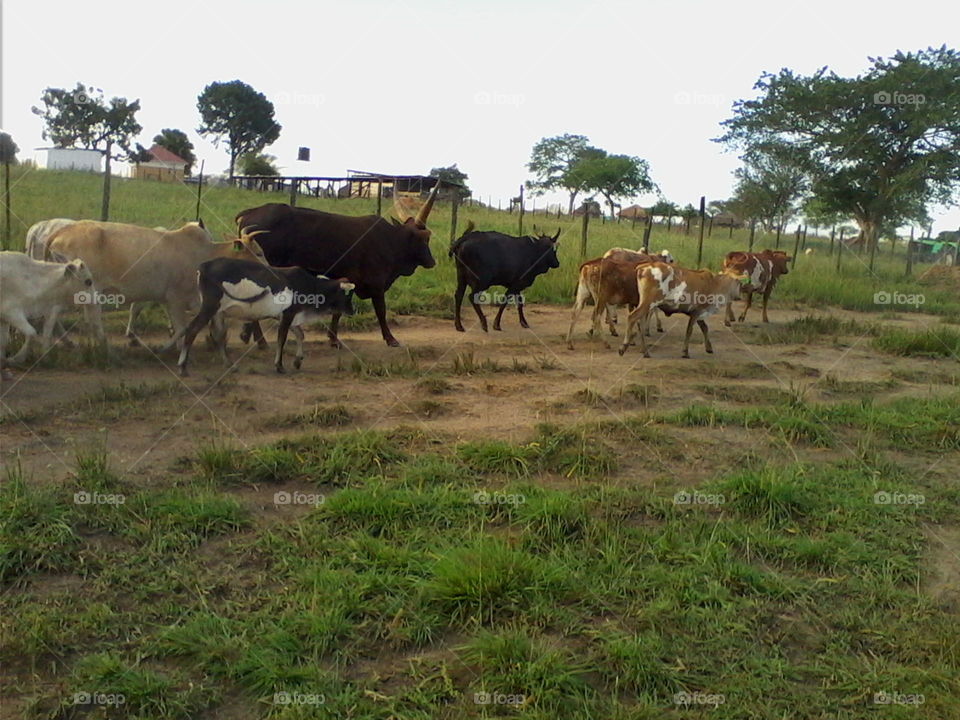 Indigenous Zebu cattle