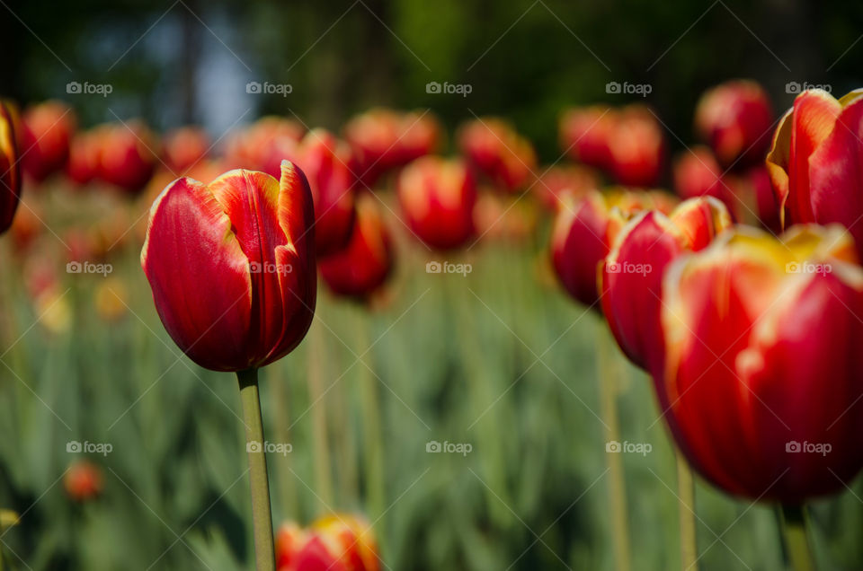 Bright red and orange tulips in spring and summer 