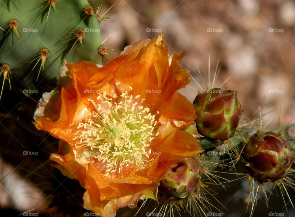 Orange Prickly Pear Cactus Flower