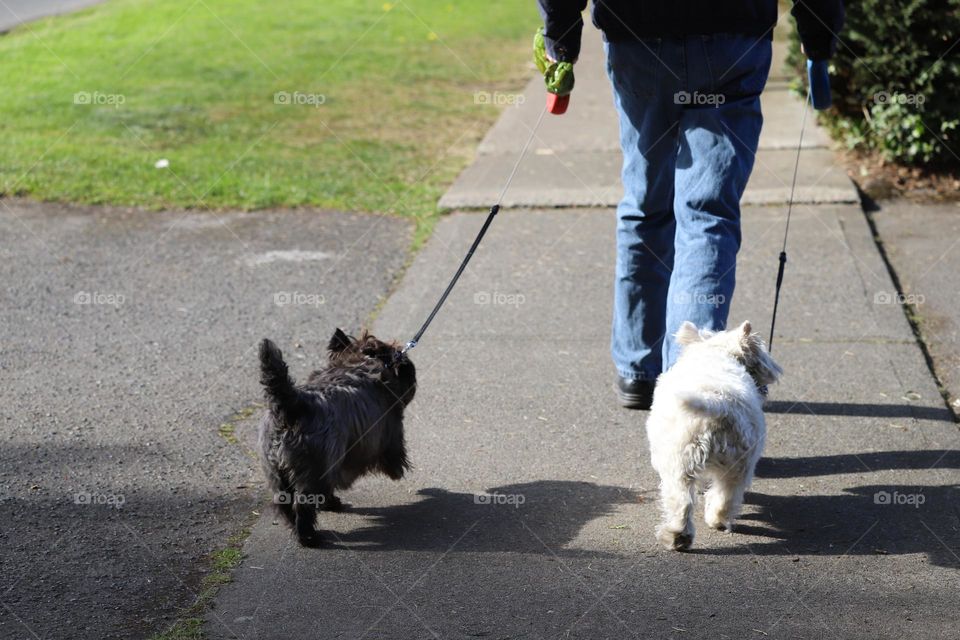 Man walking his dogs 