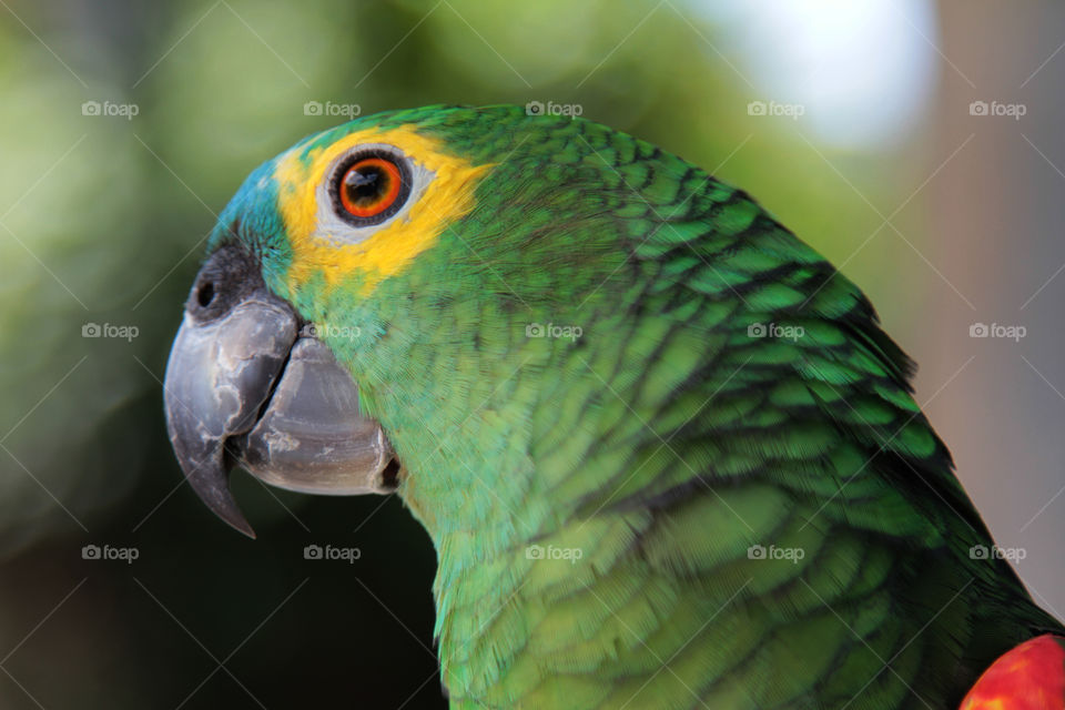 parrot