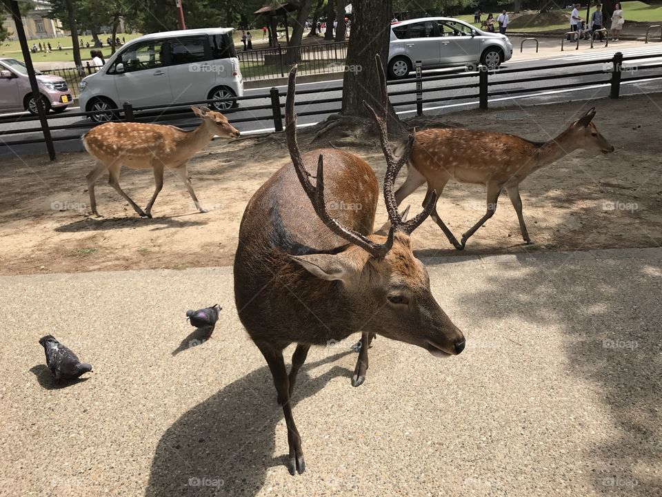 Japan
Deer