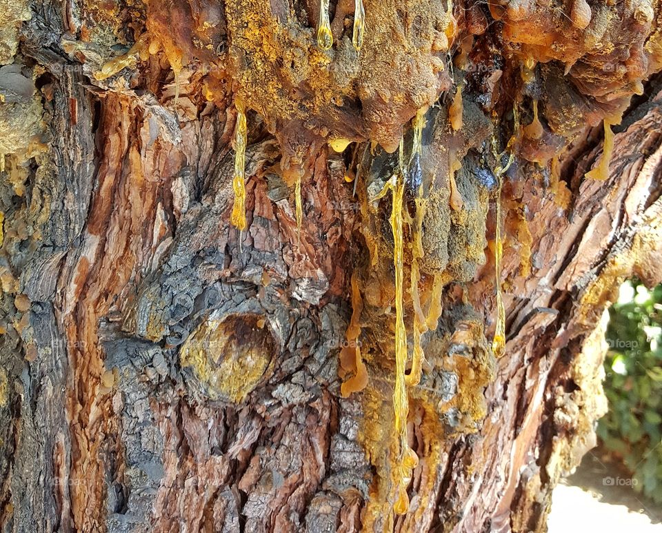 Sap of a tree