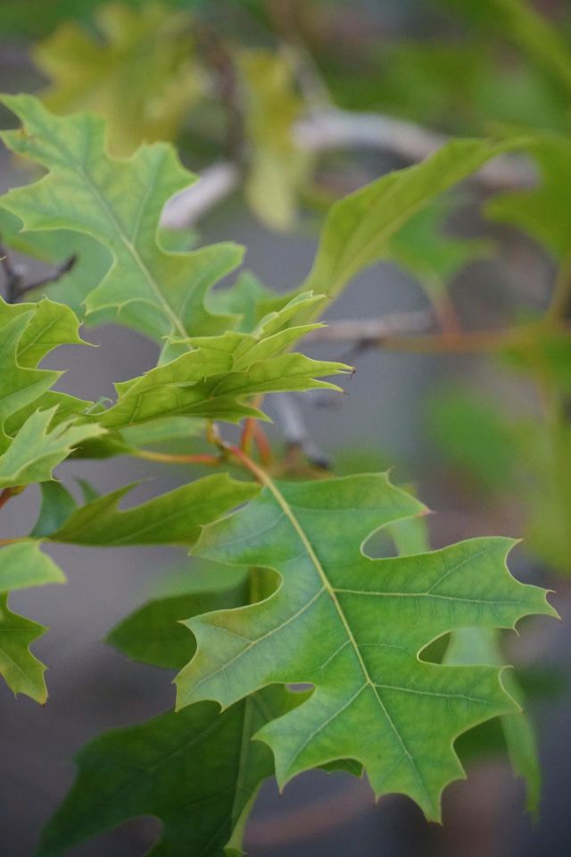 Maple