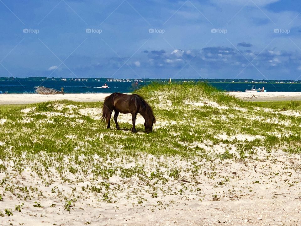 Shackleford Island Pony