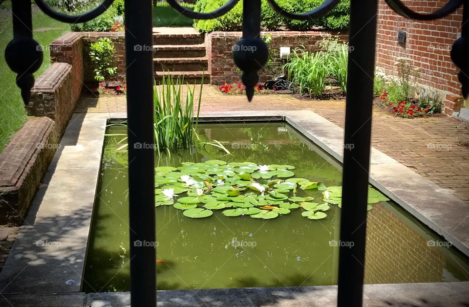 Secluded lily pond retreat 