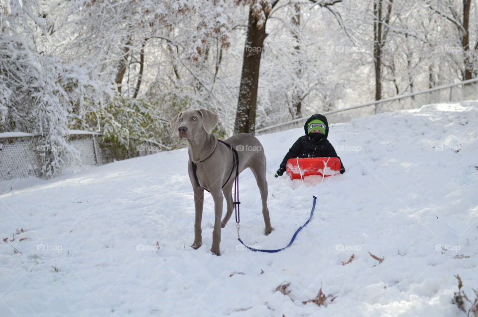 Weimaraner dog pulling a young boy in a sled through the snow