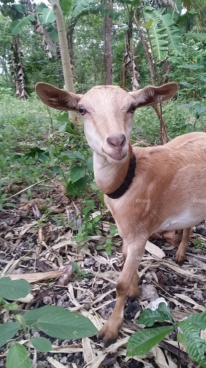 Goat selfie