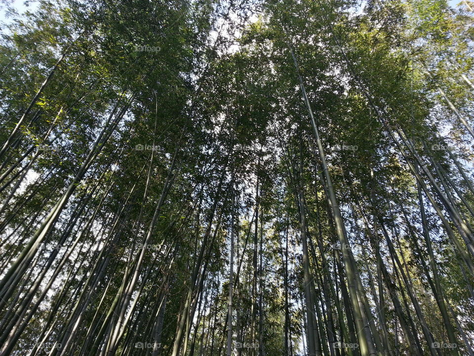 bamboo forest. traveling around Japan. kyoto