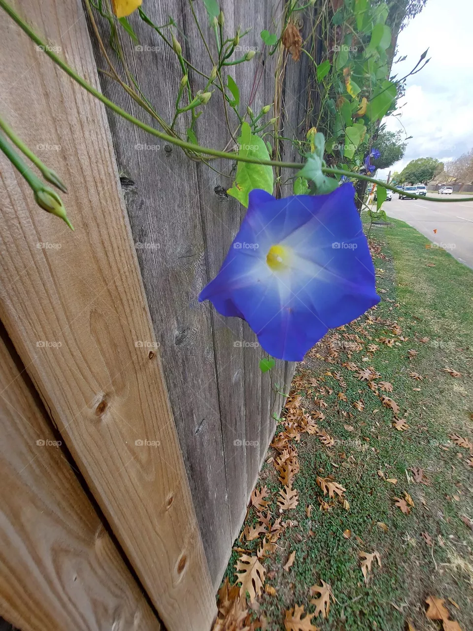 The Blue Flower !