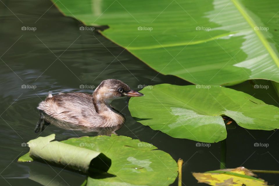 鸊鷉