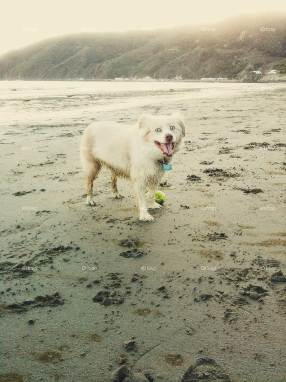 A dog with a ball on the beach.