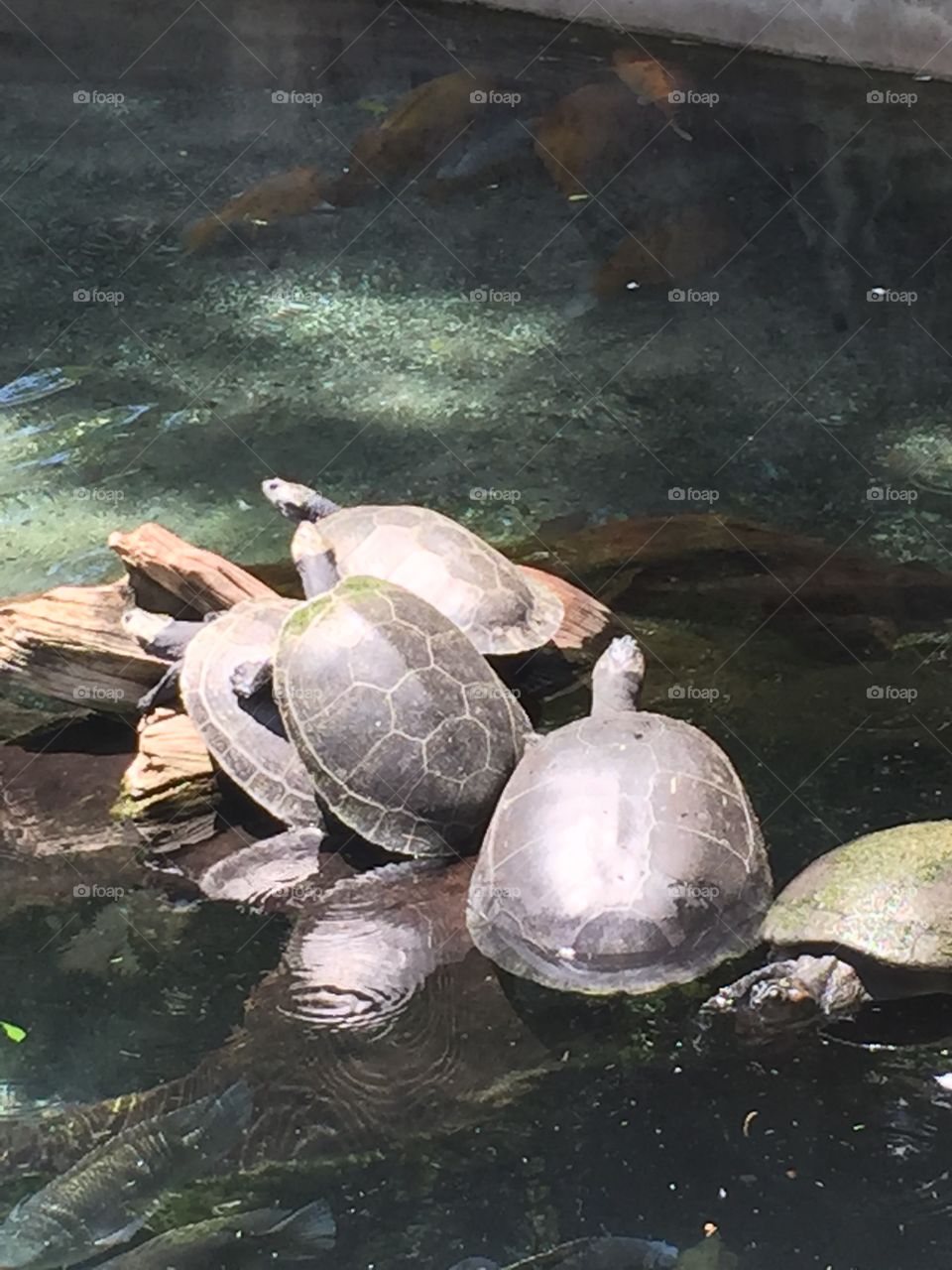 Turtle Jam. Turtles Ina log