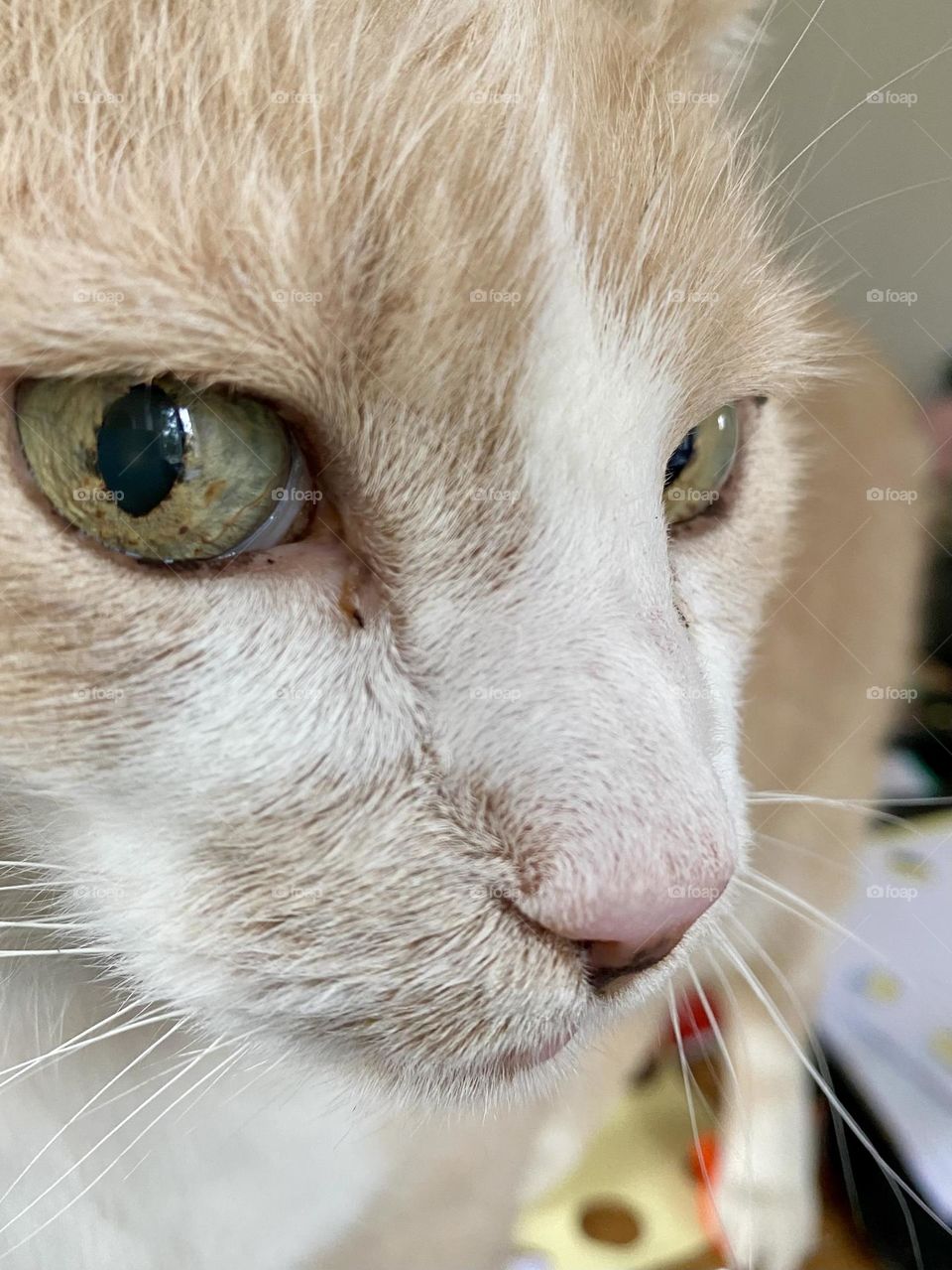 Eye to eye with my cat