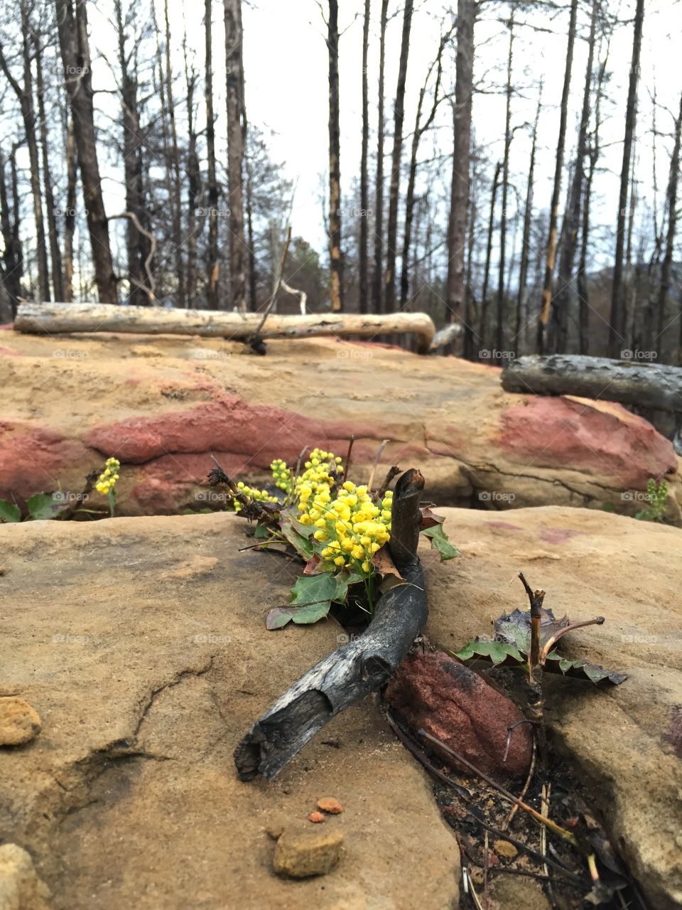 Yellow Wildflower on Rock. A yellow wildflower blooms on a boulder in a wildfire burn site