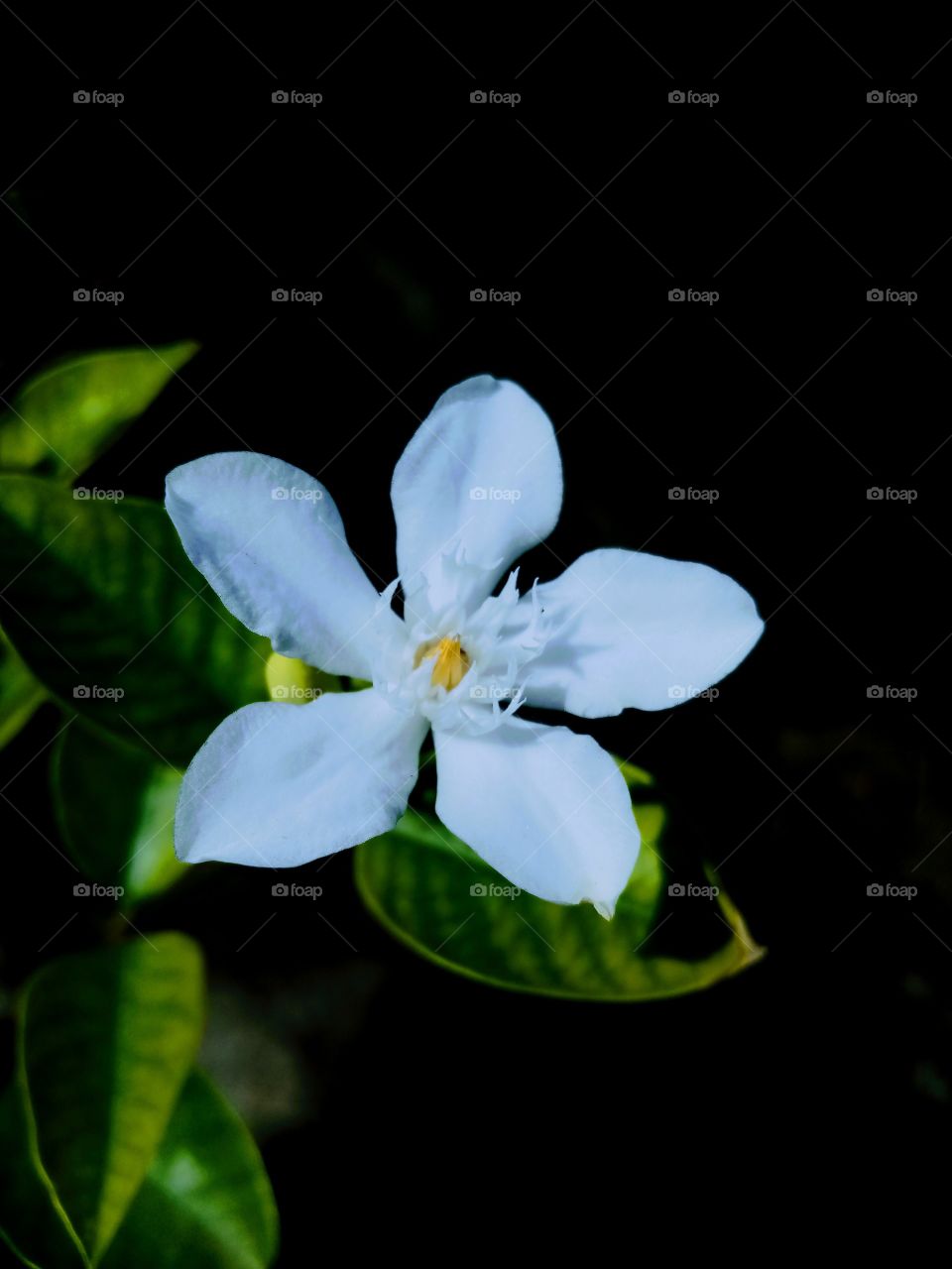 One flower, beautiful looking