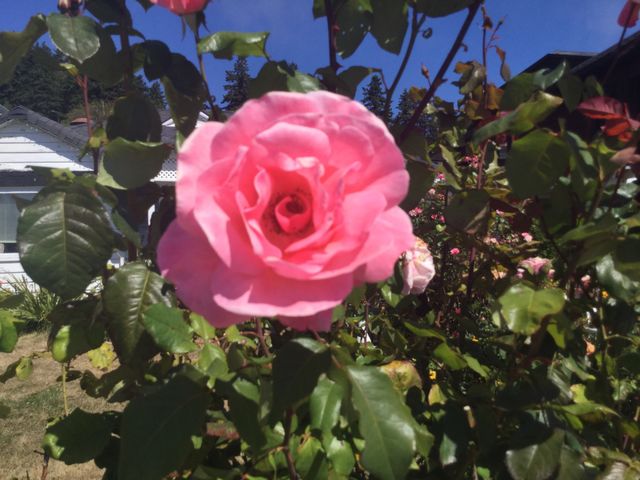 Single Pink Rose in a Garden 