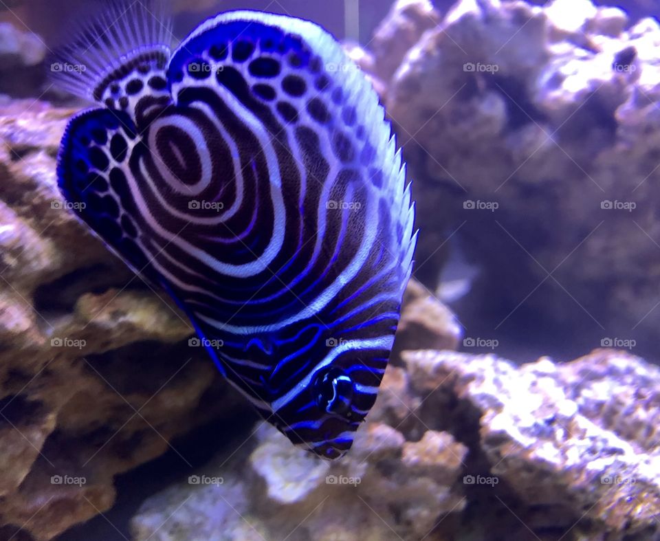 Bright blue fish in the aquarium 