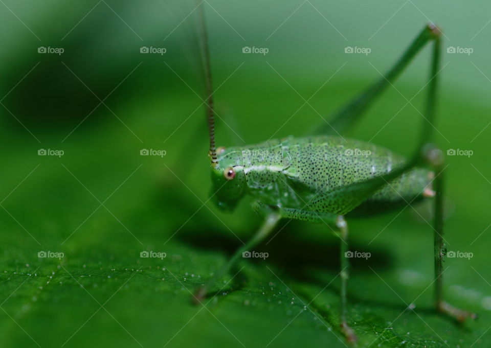 Green Grasshopper