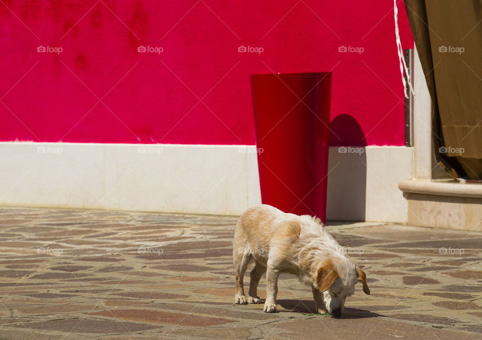 The old dog and the old red house