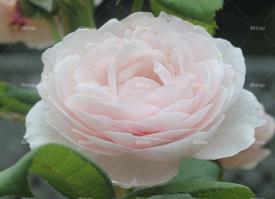 Close-up of a rose
