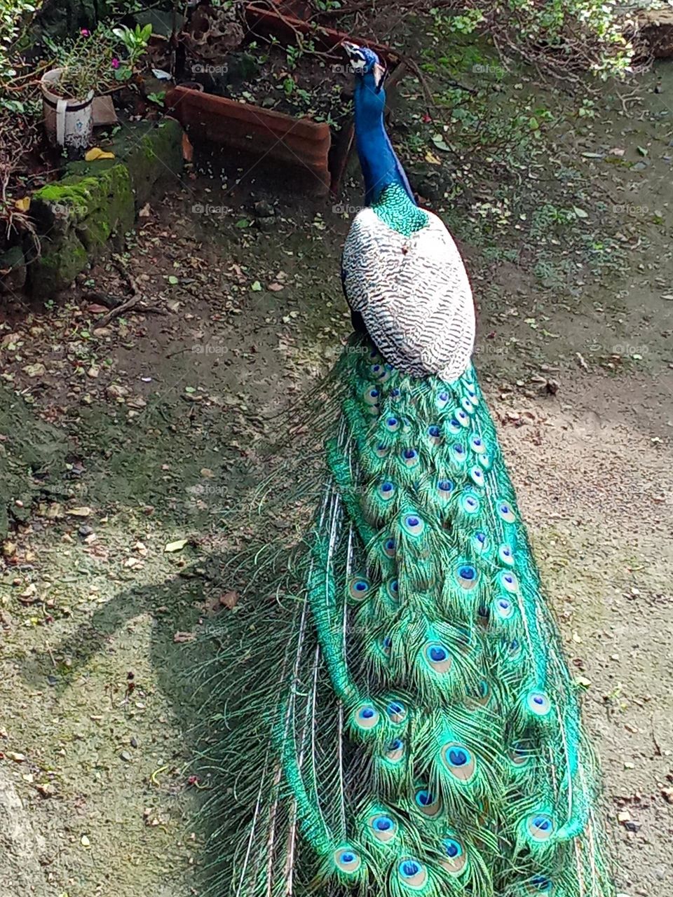 peacock