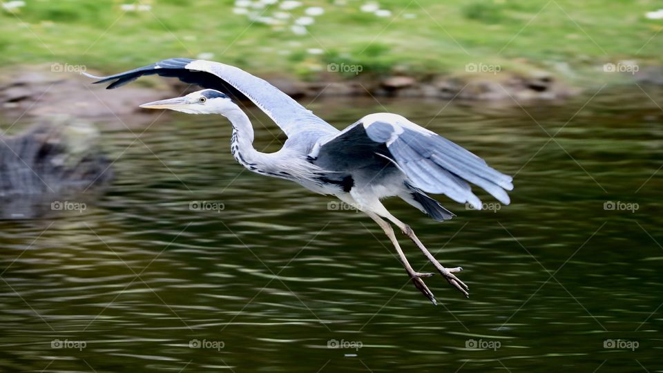 gray heron in flight