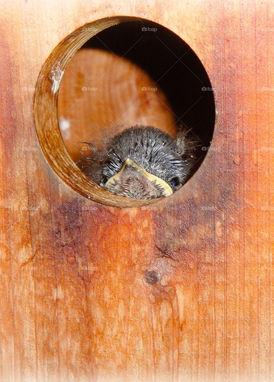 Baby Bird Peek-out