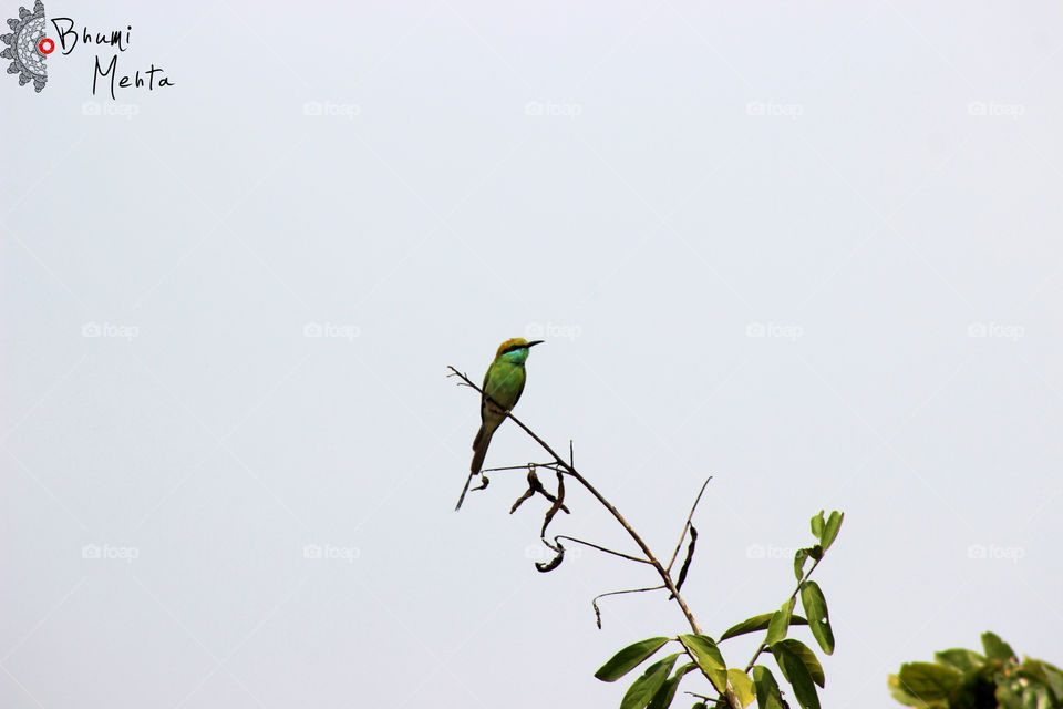 Green bee-eater perched on a branch
