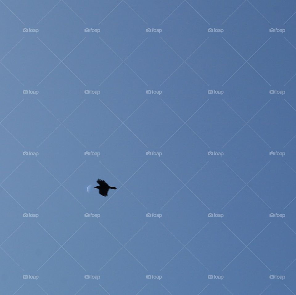 moon 🌒 with  crow