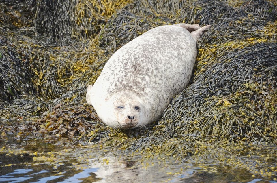 Sleepy seal