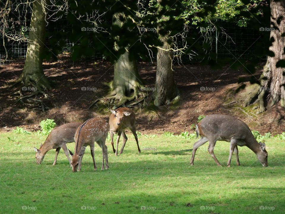 In the forest clearing